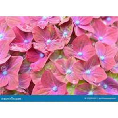 صورة Closeupdeepred4848